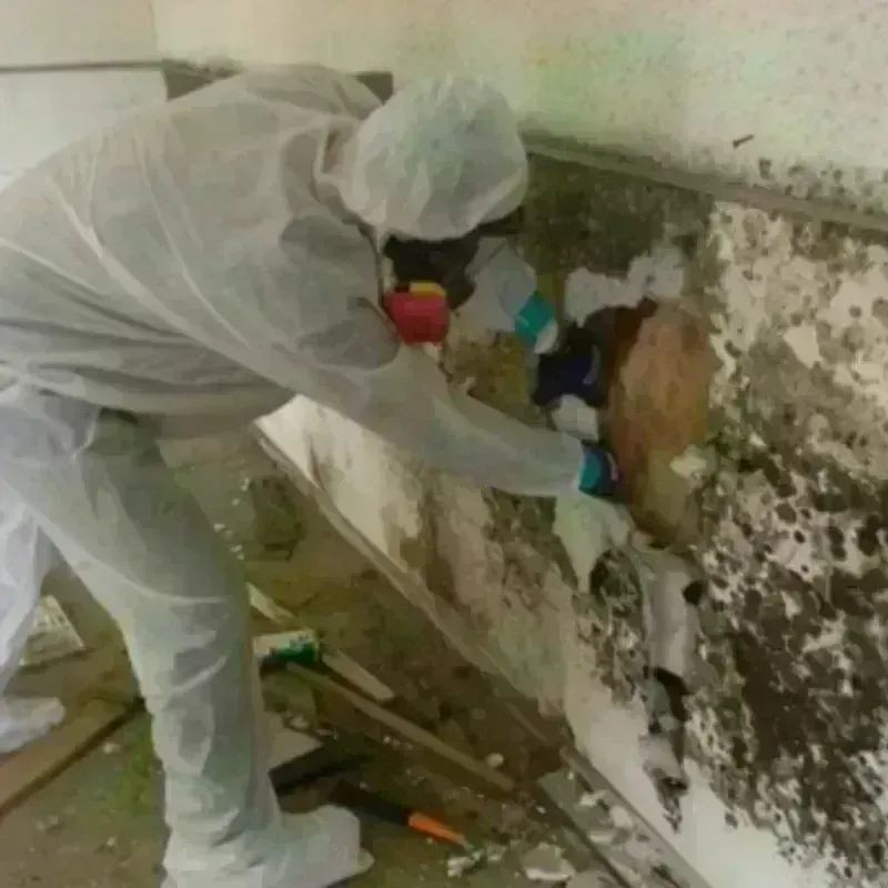 Mold Remediation and Removal in Calhoun Falls, SC